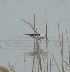 Himantopus himantopus