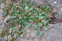 Salix arctophila