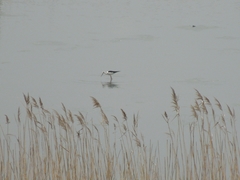 Himantopus himantopus