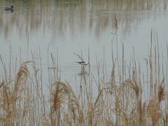 Himantopus himantopus