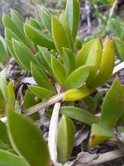 Ruschia rubricaulis