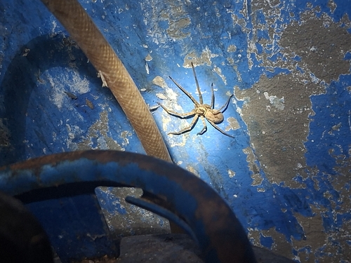 Pantropical Huntsman Spider