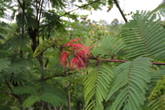 Calliandra houstoniana calothyrsus