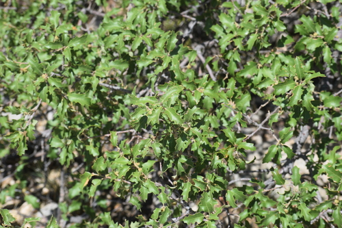 Quercus pungens, photograph 1