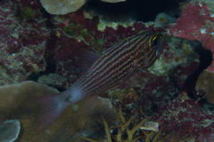 Cheilodipterus macrodon