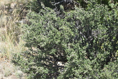 (c) William Harmon, some rights reserved (CC BY) Ceanothus pauciflorus, photograph (c) William Harmon, some rights reserved (CC BY)