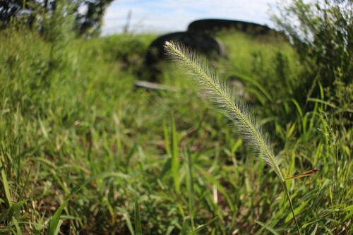 Perotis indica observed 2026-07-13