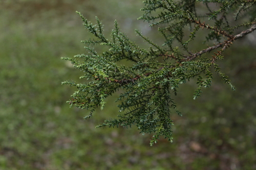 Fitzroya cupressoides, 2026-07-25