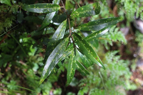 Sarcococca, 2026-07-18