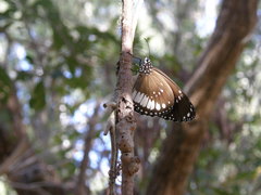 Euploea eichhorni