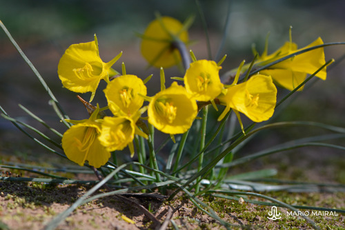 hoop-petticoat daffodil