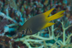 Neoglyphidodon nigroris