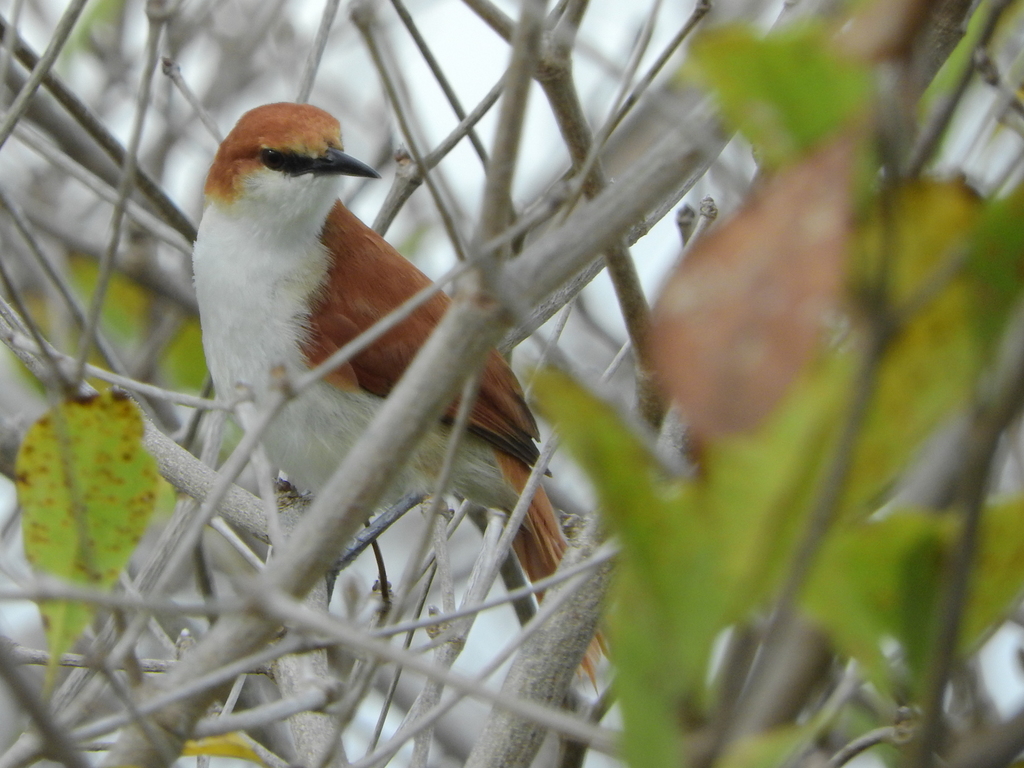 Red-And-White Spinetail