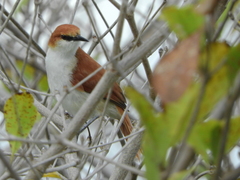 Certhiaxis mustelinus