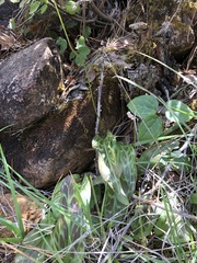 Erythronium citrinum