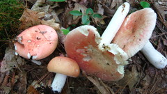 Russula silvicola
