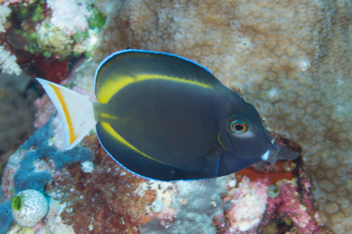 Whitecheek Surgeonfish