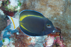 Acanthurus nigricans