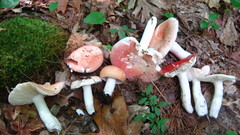 Russula silvicola
