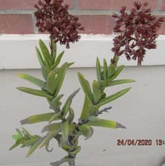 Crassula perfoliata coccinea