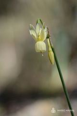 Narcissus triandrus pallidulus