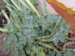 Baculellum articulatum