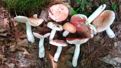 Russula silvicola