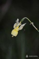 Narcissus triandrus pallidulus