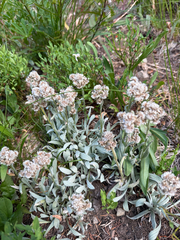 Antennaria lanata, photograph author not stated, no rights reserved