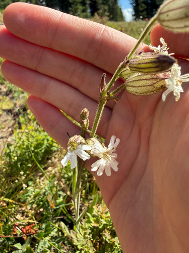 Silene parryi, photograph 6