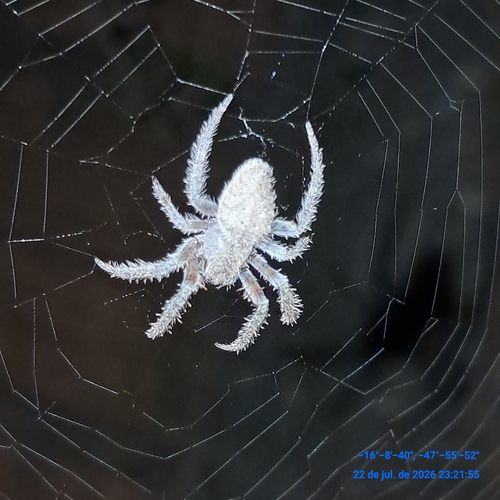 Eriophora edax