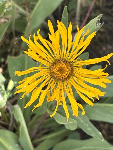 Pyrrocoma crocea