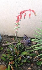 Gasteria