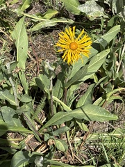 (c) Carol Ann McCormick, some rights reserved (CC BY) Pyrrocoma crocea, photograph (c) Carol Ann McCormick, some rights reserved (CC BY)