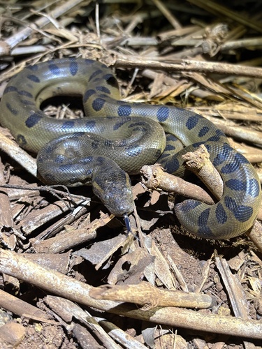 Green Anaconda