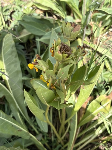 Pyrrocoma crocea, photograph 3