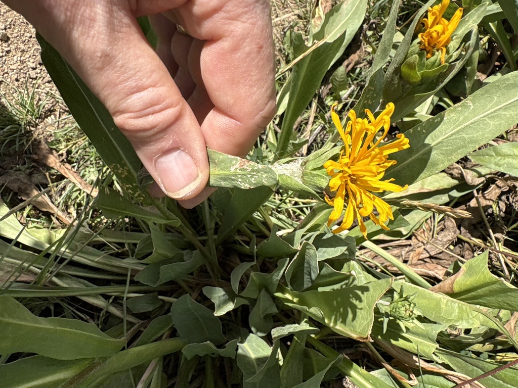 Pyrrocoma crocea; photograph (c) Carol Ann McCormick, some rights reserved (CC BY)