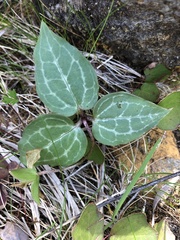 Pseudotrillium rivale