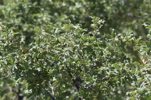 Quercus pungens