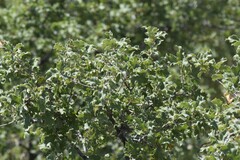 Quercus pungens