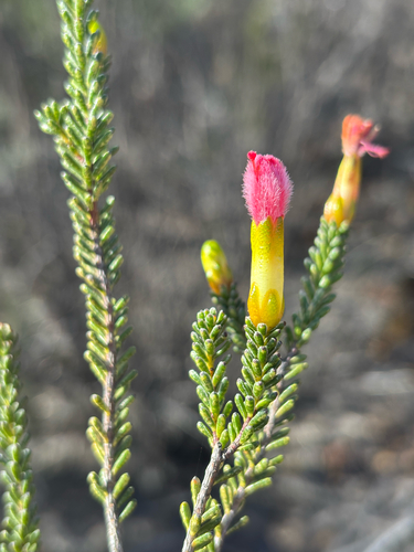 Drummondita wilsonii, 2026-07-28
