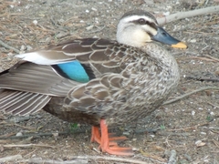 Anas zonorhyncha