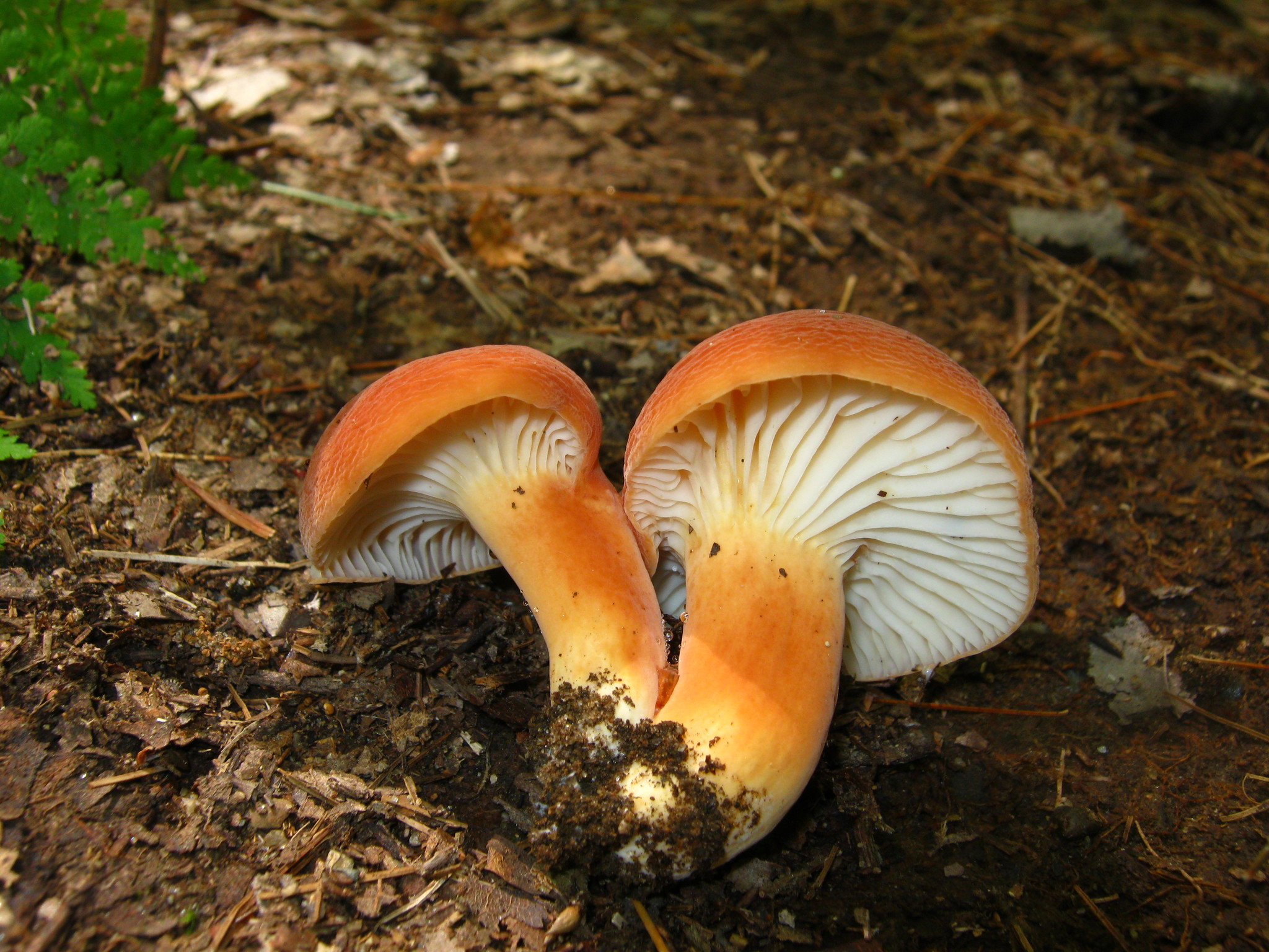 Lactifluus hygrophoroides image