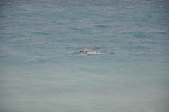 Monodon monoceros