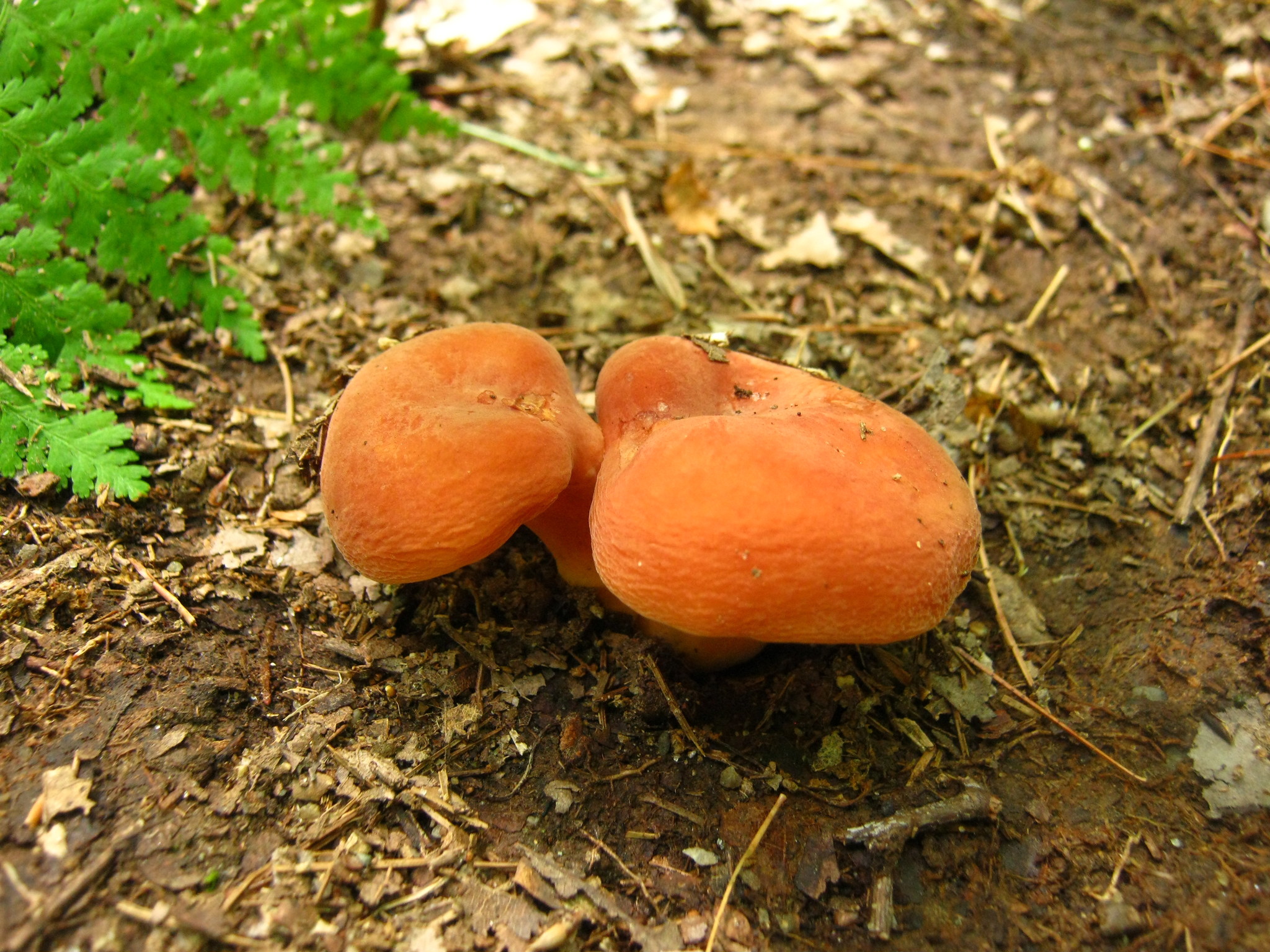 Lactifluus hygrophoroides image