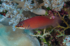 Pseudocheilinus evanidus