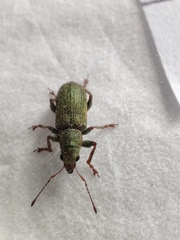 Pachyrhinus lethierryi