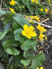 Caltha palustris