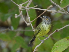Todirostrum maculatum