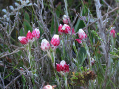 Achyranthemum affine